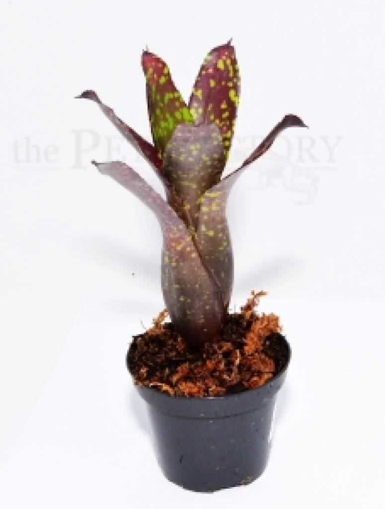 Neoregelia chlorosticta